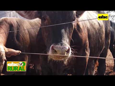 Abc Rural: En 12 meses logran animales listos para frigorífico