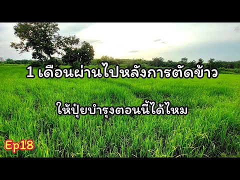 1เดือนผ่านไปหลังการตัดข้าวตอนน