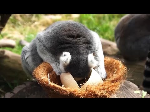 Zoo animals in Chile celebrate Easter with eggs