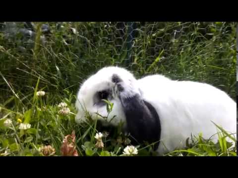 YouTube video thumbnail