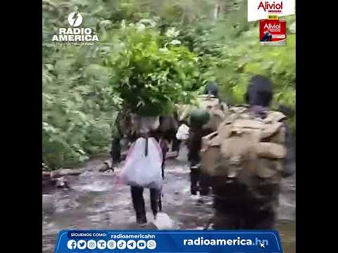 Aseguramiento de plantación de arbustos de coca en Honduras