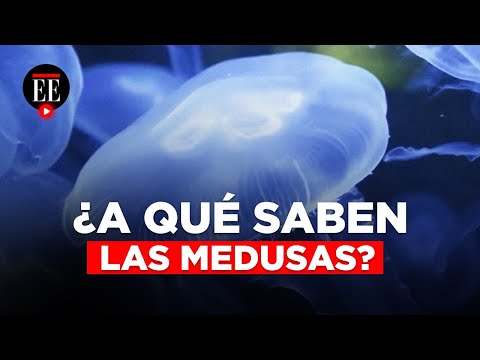 Medusas: un plato exótico que se prepara en el sur de Italia | El Espectador