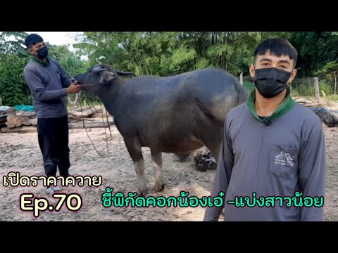 เปิดราคาควาย-Ep.70-รับชมเป็นแน เปิดราคาควาย-Ep.70-รับชมเป็นแน