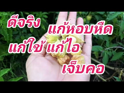 โทงเทง-สมุนไพรใช้ต้ม-แก้หอบหืด โทงเทง-สมุนไพรใช้ต้ม-แก้หอบหืด