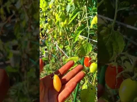 ได้เวลาเก็บมะเขือเทศใบไม้ร่วงแ