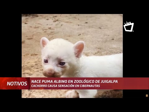 Nace puma albino en zoológico de Juigalpa