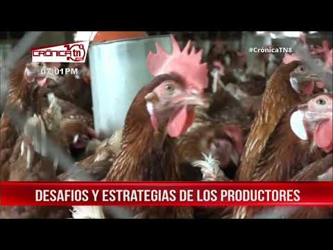 León: Cooperativa El Genízaro trabaja arduamente en la producción avícola – Nicaragua