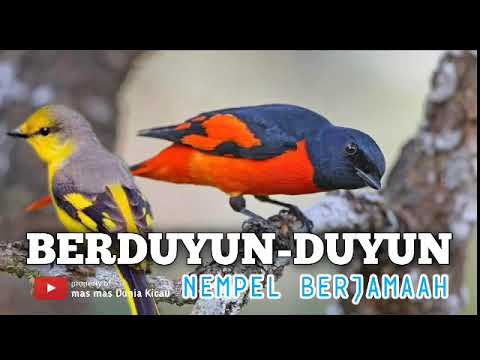 Suara Burung Mantenan Gunung Gacor Pikat MP3