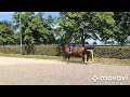 Dressage horse Dressuurpaard v. Easy Game