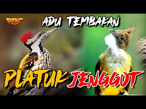 MASTERAN FUL ADU TEMBAK JENGGOT VS PLATUK BAWAN SUPER PANAS