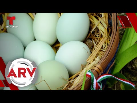 Alerta por huevos azules que revelan una terrible verdad en las gallinas | Al Rojo Vivo | Telemundo