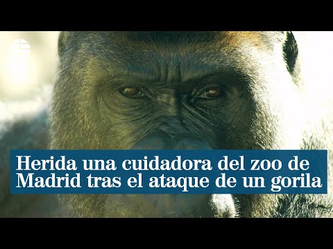 Herida grave una cuidadora del zoo de Madrid tras ser atacada por un gorila