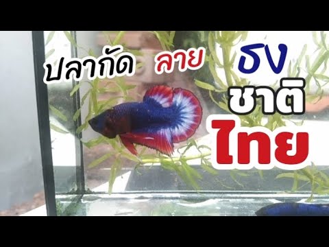 ปลากัดลายธงชาติไทยสัตว์น้ำป