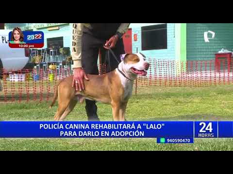 ‘Hachiko peruano’: policía canina rehabilitará a 'Lalo' para darlo en adopción