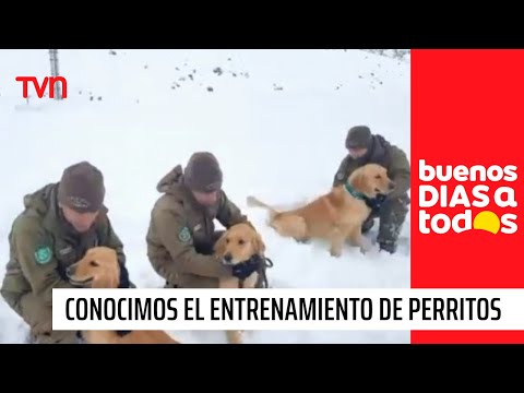 Conocimos el entrenamiento de perritos en el Paso Los Libertadores | Buenos días a todos