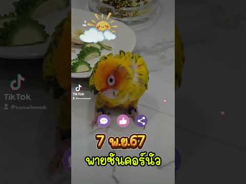 Busybu911 นกแก้วซันคอนัวร์