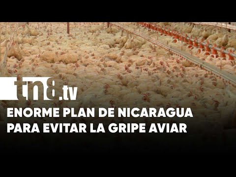Nicaragua tiene en marcha un enorme plan para evitar el ingreso de la influenza aviar