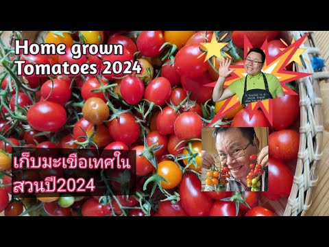 ็HomeGrownTomatoesin2024ม