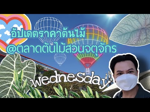 อัปเดตราคาต้นไม้@ตลาดต้นไม้สว