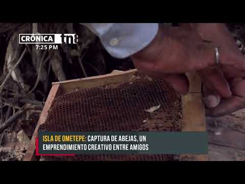 Captura de abejas, un emprendimiento creativo en la Isla de Ometepe - Nicaragua