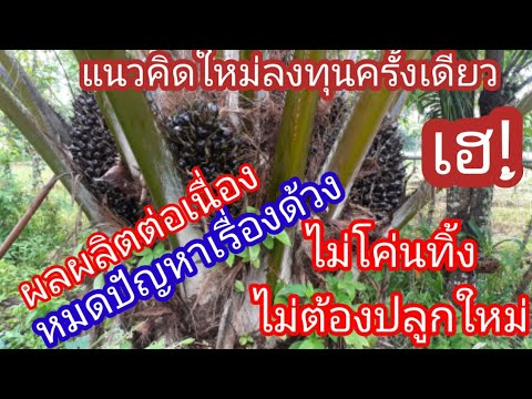 ชาวสวนปาล์มเฮ!!!ไอเดียบรรเจิด- ชาวสวนปาล์มเฮ!!!ไอเดียบรรเจิด-