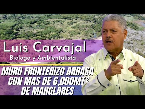 El biólogo y ambientalista Luis Carvajal explica ?? ??  a los manglares por el muro