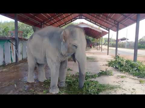 ไปตัดต้นไม้มาให้กับน้องมุก☘️🌿🐘 ไปตัดต้นไม้มาให้กับน้องมุก☘️🌿🐘