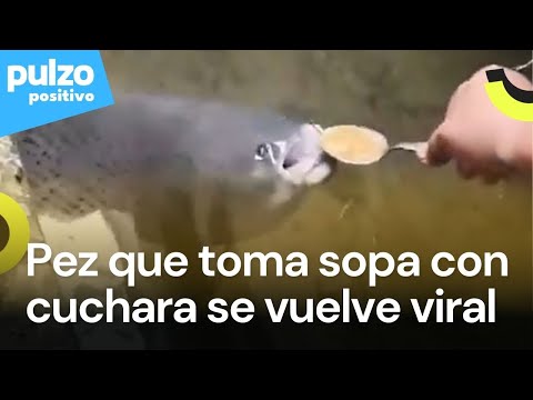 'Fliper' el pez que se volvió viral por tomar sopa con cuchara | Pulzo Positivo