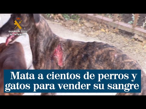 Un veterinario de Madrid mata a cientos de perros y gatos para vender su sangre