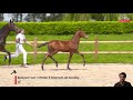 Show jumping horse Frozen embryo by Balou du Reventon