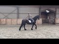 حصان الترفيه Super braaf men/rij paard