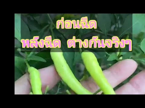 อยากให้พริกเม็ดโตทำแบบนี้ดูค่