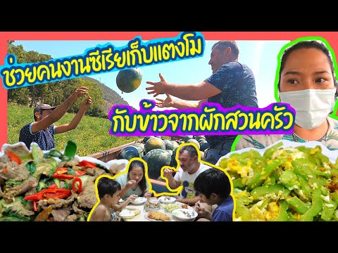 EP.172-ซื้อแตงโมไร้เมล็ดที่สวน EP.172-ซื้อแตงโมไร้เมล็ดที่สวน