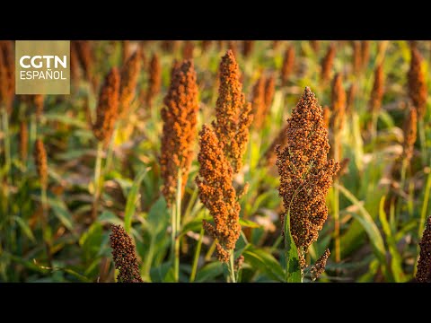 La tecnología de punta de China transforma tierras áridas en campos fértiles