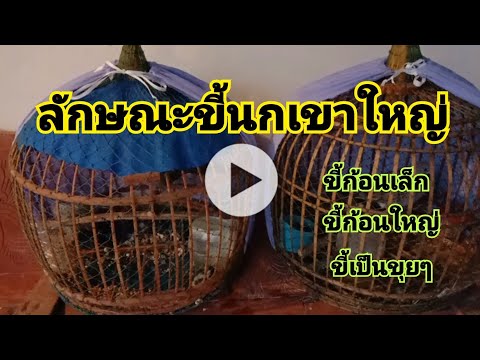 ดูลักษณะขี้นกเขาใหญ่กับนิสัยนก ดูลักษณะขี้นกเขาใหญ่กับนิสัยนก