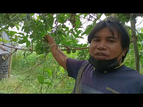 EP2.เกษตรพอเพียงใจกลางอุตสาหกร EP2.เกษตรพอเพียงใจกลางอุตสาหกร