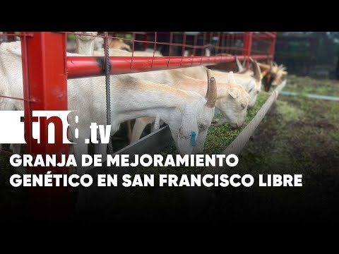 Granja de ovinos y caprinos con mejoramiento genético en San Francisco Libre - Nicaragua