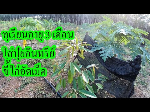ทุเรียนเล็กอายุ-3-เดือนใส่ปุ๋ย ทุเรียนเล็กอายุ-3-เดือนใส่ปุ๋ย