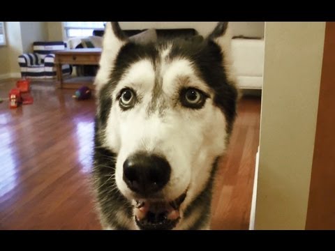 Video: Netgi šunis jo nemėgsta! - 
