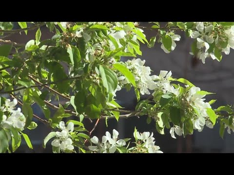 ‘Be a Smart Ash’ initiative plants trees for free around Denver neighborhoods