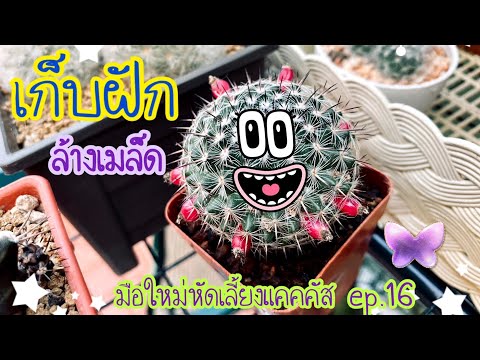 มือใหม่หัดเลี้ยงแคคตัส-EP.16-เ มือใหม่หัดเลี้ยงแคคตัส-EP.16-เ