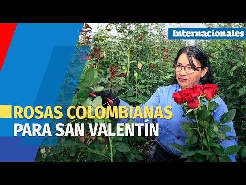 De los campos de Colombia saldrán rosas únicas en San Valentín hacia todo el mundo