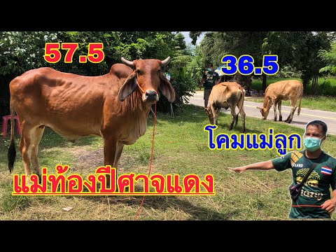 ของถูกมาอีกแล้ววว-เปิดแม่ท้องป ของถูกมาอีกแล้ววว-เปิดแม่ท้องป
