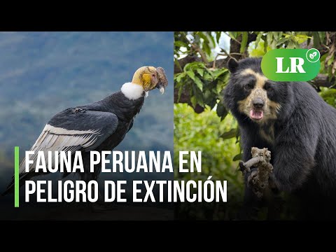 Fauna peruana en peligro de extinción