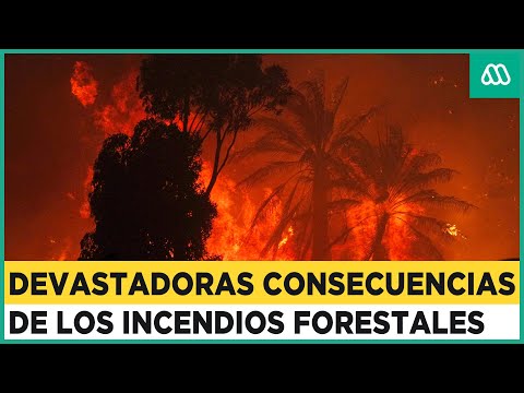 Hay 38 que están activos: El balance del ministerio del Interior por los incendios forestales