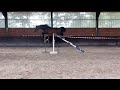 Springpaard Knappe 4 jarige ruin met sport in de genen
