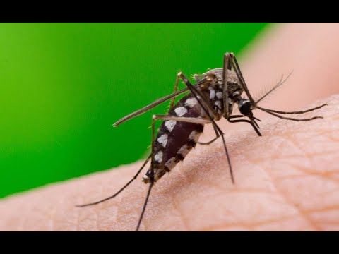 Prevención de Zika, dengue, malaria y Chikunguya