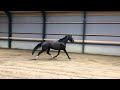 Dressuurpaard 6-jarige KWPN merrie - Ferdeaux X Pacific