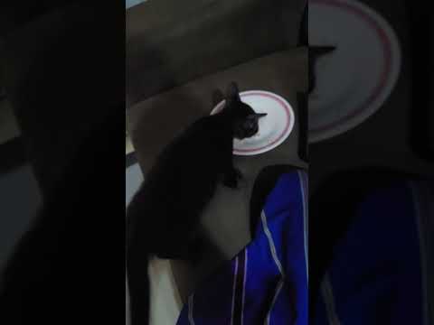 ทราย ชอบกิน The Eatlover Channel แมวดำ