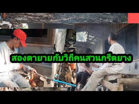 กรีดยางต้นแก่อายุยางต้นแก่